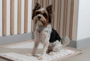 Cómo educar a tu cachorro: primeros pasos y consejos para su adiestramiento